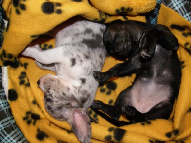 new-puppies-2008-10-26-29
